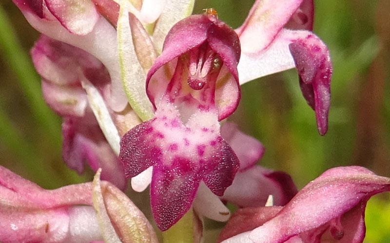 Anacamptis coriophora subsp. fragrans ?....s.